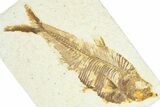 Detailed Fossil Fish (Diplomystus) - Wyoming #367578-1